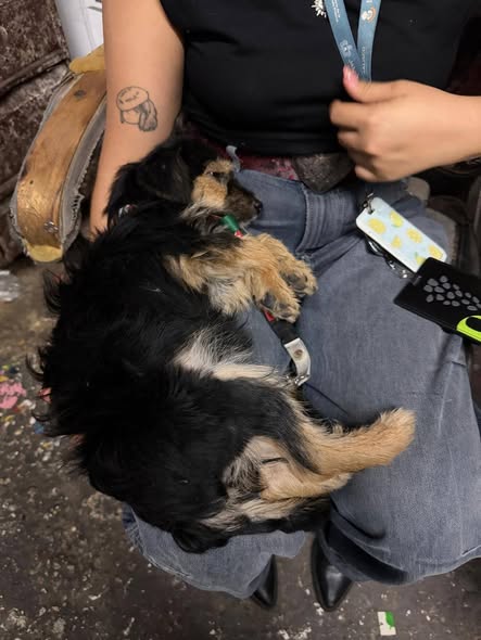 Dog for adoption
