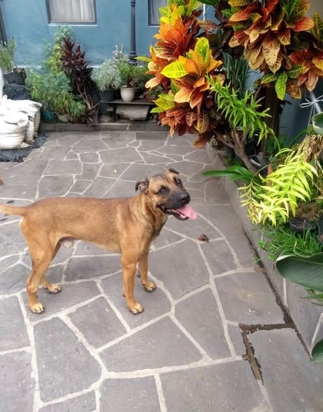 Dog for adoption