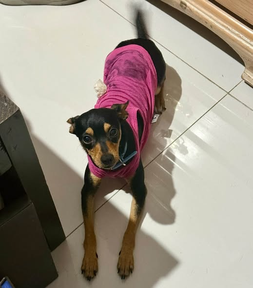 Perro en adopción