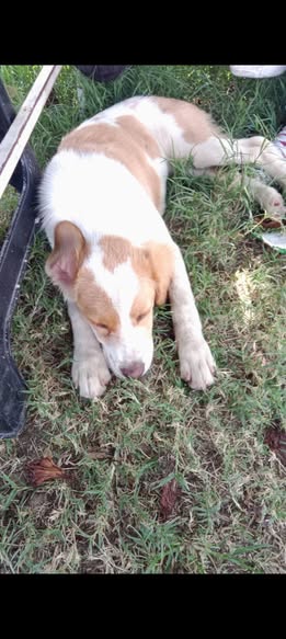 Dog for adoption