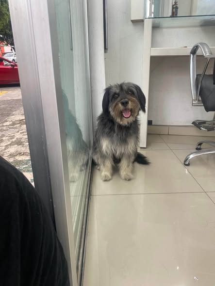 Dog for adoption
