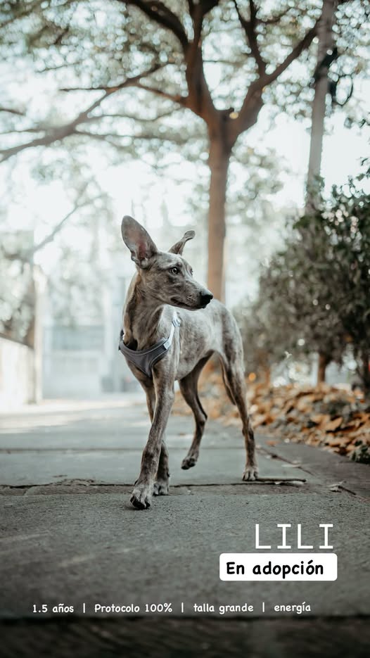 Perro en adopción