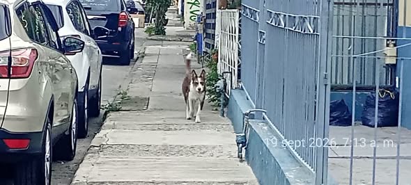 Perro en adopción