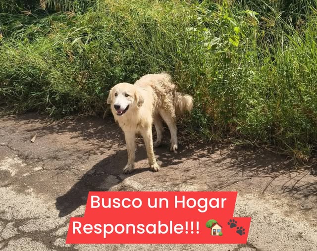 Dog for adoption