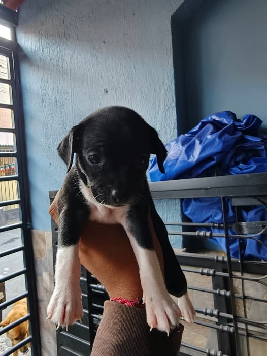 Perro en adopción