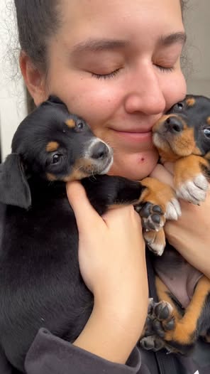 Perro en adopción