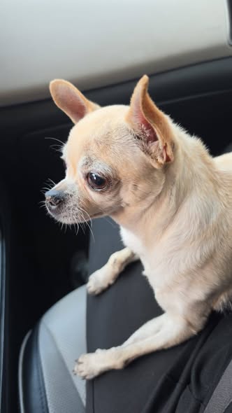 Perro en adopción
