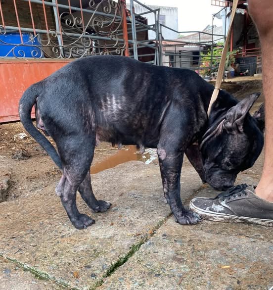 Perro en adopción