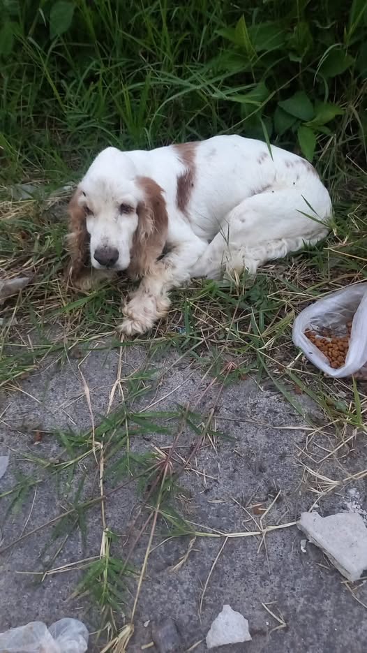 Dog for adoption