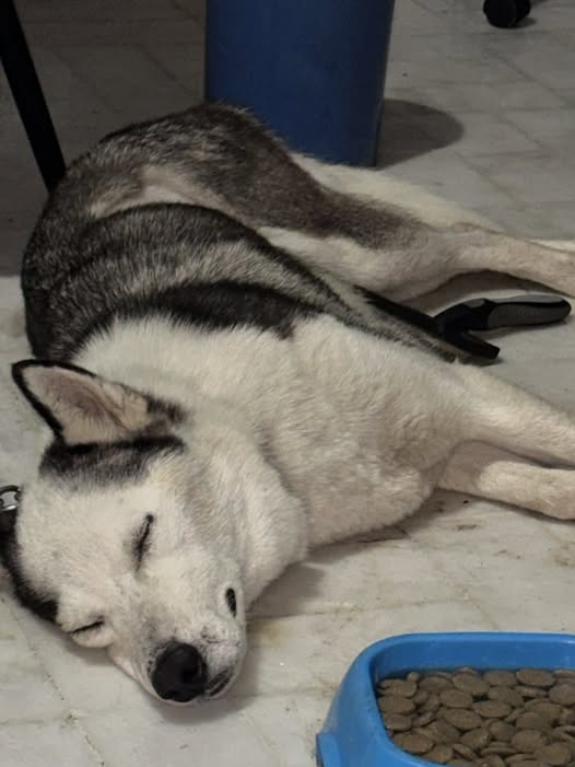 Dog for adoption