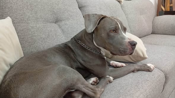 Dog for adoption