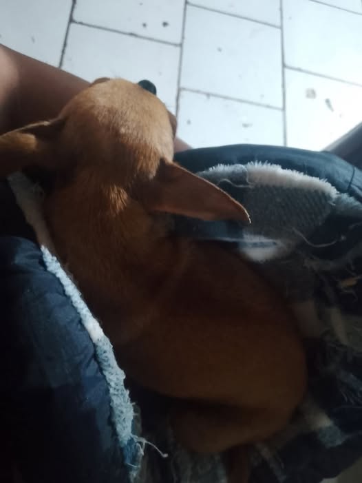 Perro en adopción
