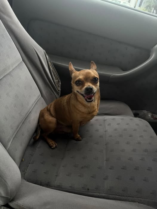 Dog for adoption