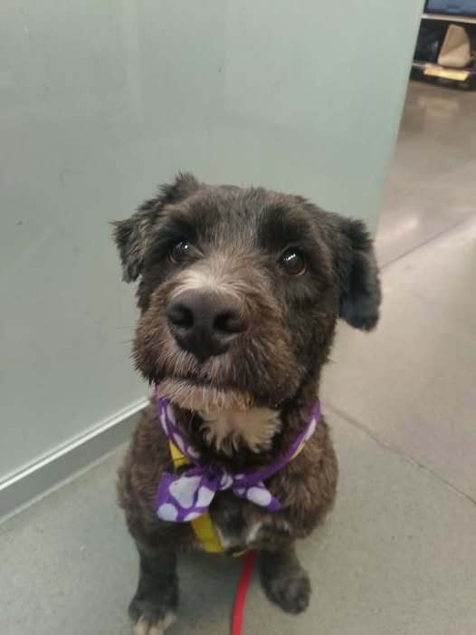 Perro en adopción