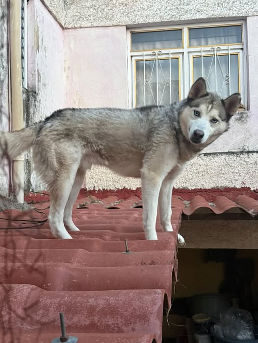 Perro en adopción