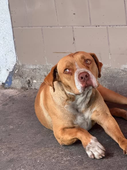 Dog for adoption