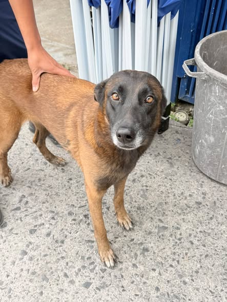 Perro en adopción
