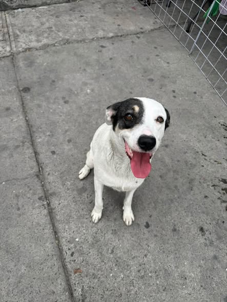 Dog for adoption