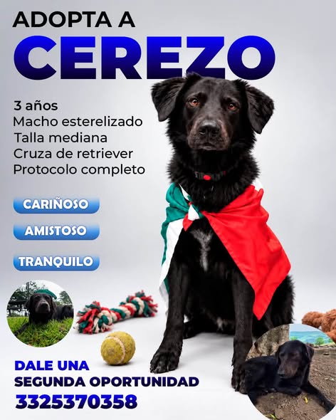 Dog for adoption