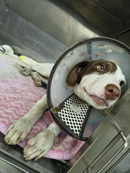 Dog for adoption