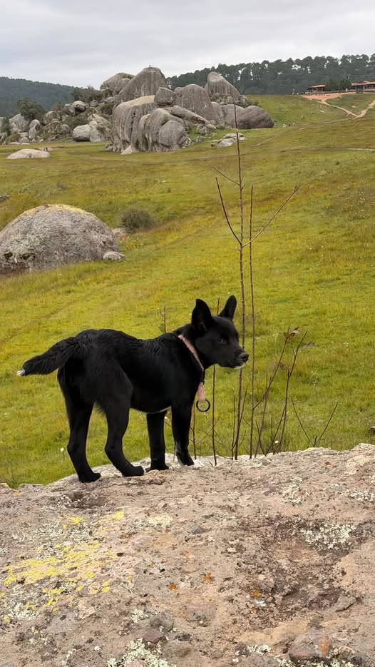 Perro en adopción
