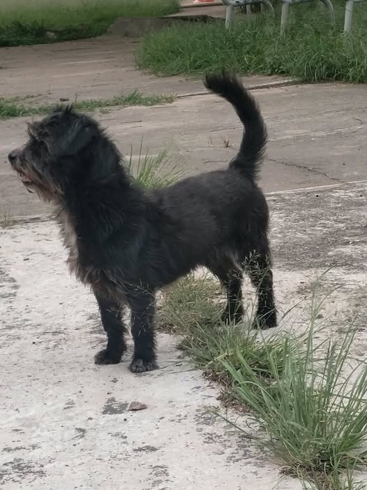 Perro en adopción