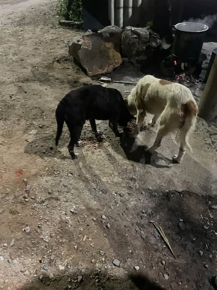 Perro en adopción