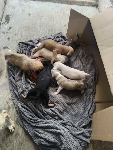 Dog for adoption