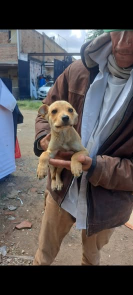 Perro en adopción