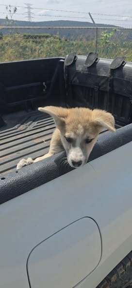Dog for adoption