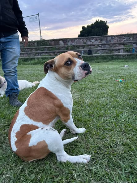 Dog for adoption