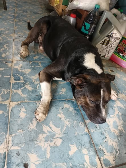 Perro en adopción