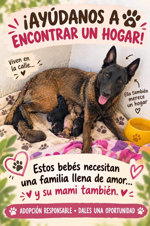 Perro en adopción