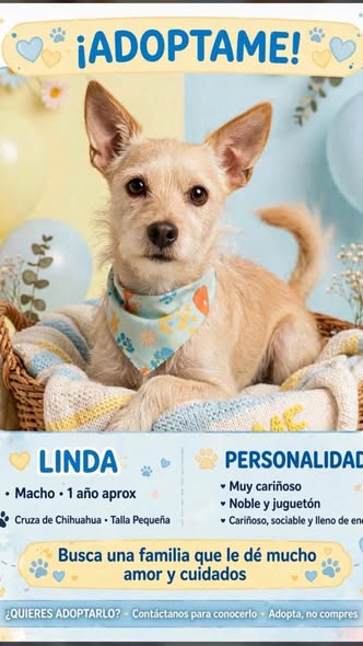 Perro en adopción