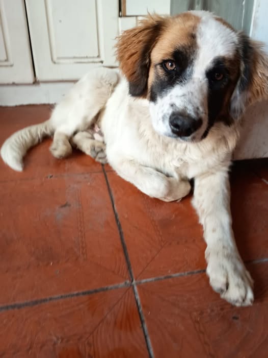 Perro en adopción