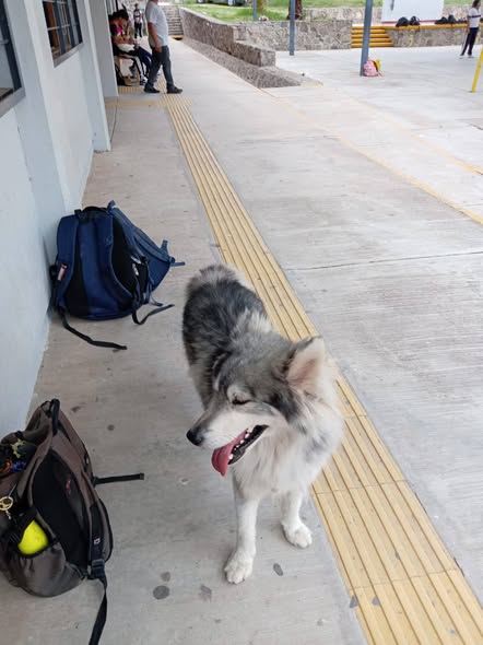 Perro en adopción