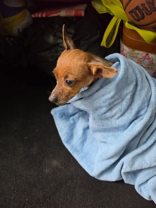 Perro en adopción