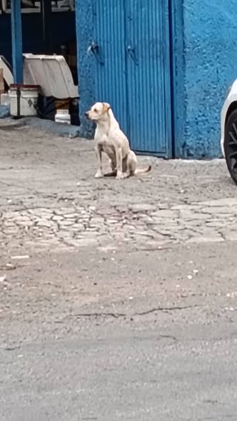 Dog for adoption