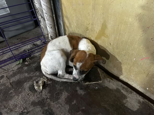 Perro en adopción