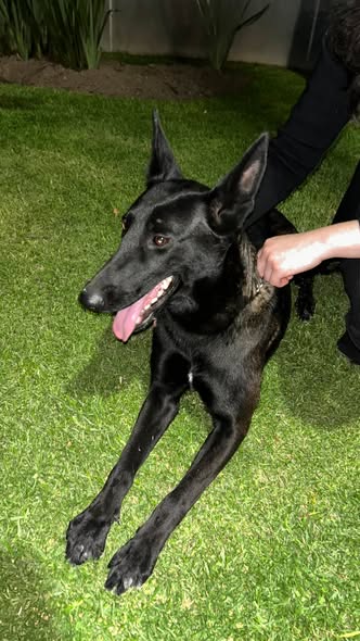 Perro en adopción