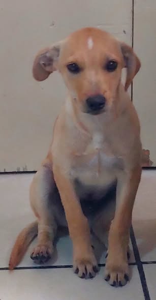 Perro en adopción