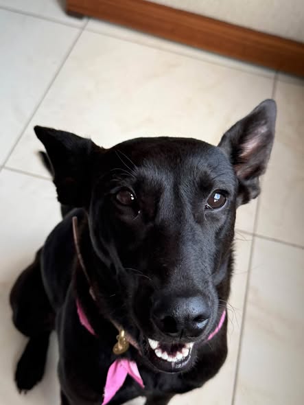Perro en adopción