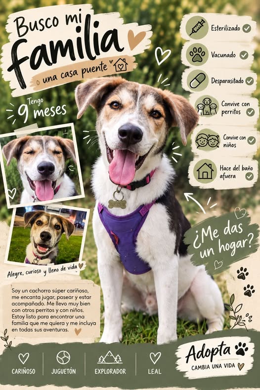 Perro en adopción