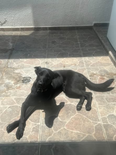 Perro en adopción