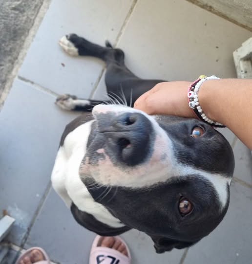 Dog for adoption