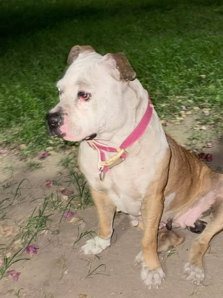 Dog for adoption