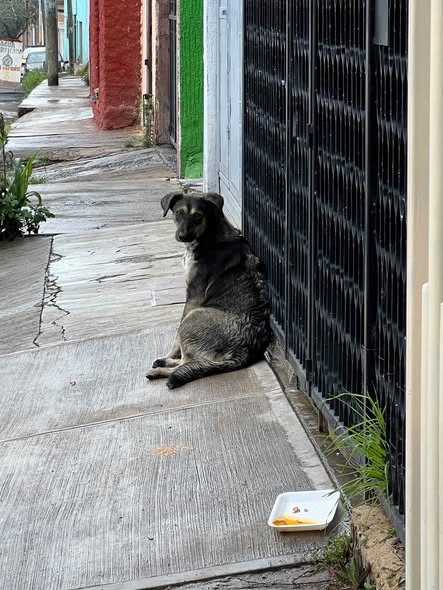 Dog for adoption