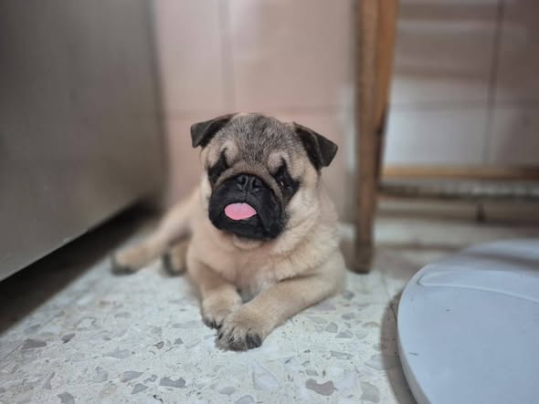 Dog for adoption