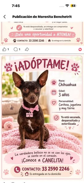 Dog for adoption