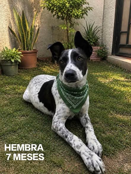 Perro en adopción